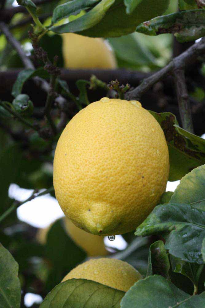            Fruit (Riverside, CA)   